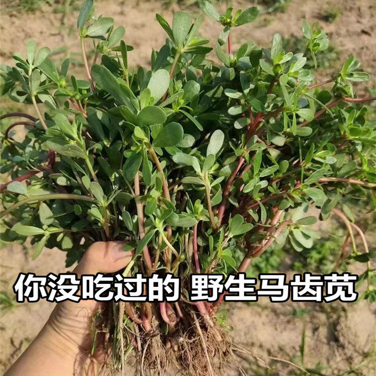 新鲜野生马齿苋菜纯天然马苋菜蚂蚁菜长寿菜野菜马蜂菜中药老鼠耳