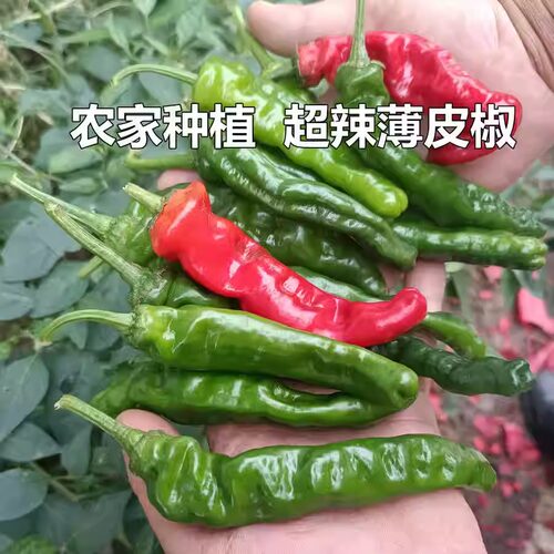 新鲜红辣椒新鲜辣椒剁椒