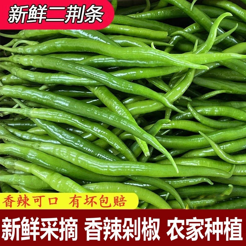 农家新鲜种植二荆条辣椒自种蔬菜青线椒尖椒青椒现摘线椒辣椒香辣