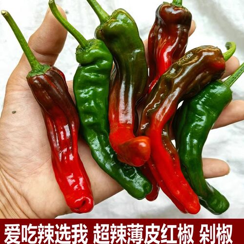 新鲜蔬摘青椒农家种植