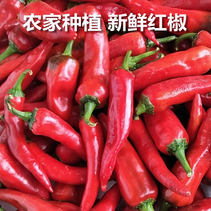 新鲜辣椒大红椒新鲜辣椒农家