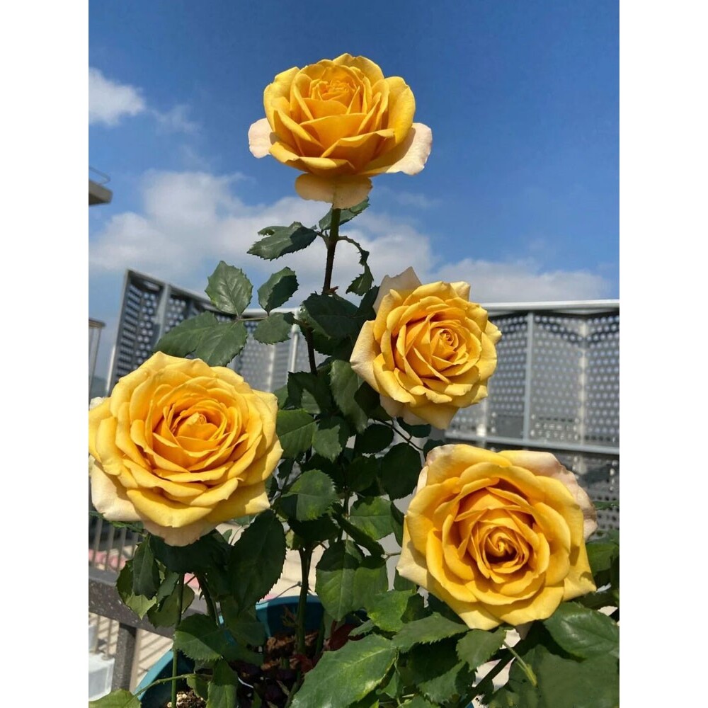 松之梦月季复古色大花浓香玫瑰花苗灌木切花四季勤花阳台盆栽花卉