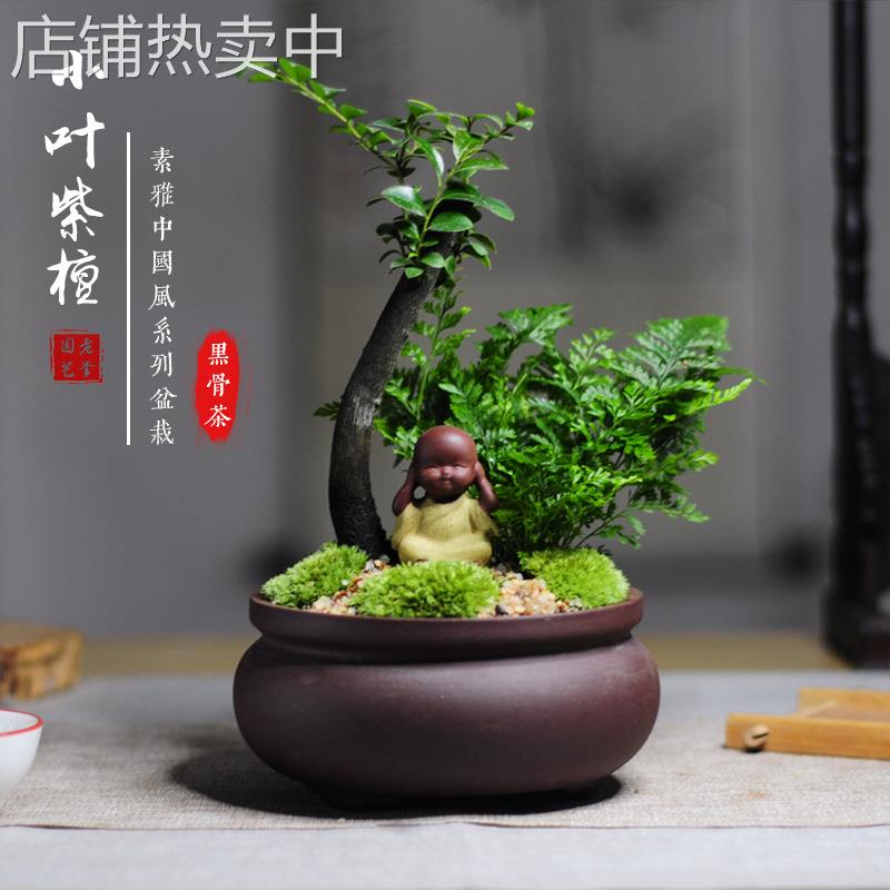 小叶紫檀黑骨茶独枝盆栽盆景绿植微景观四季常青办公室书桌阳台