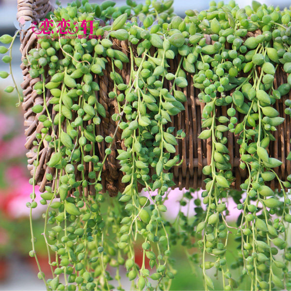 多肉植物情人泪吊兰盆栽垂吊绿植花卉佛珠吊兰四季室内好养吸甲醛