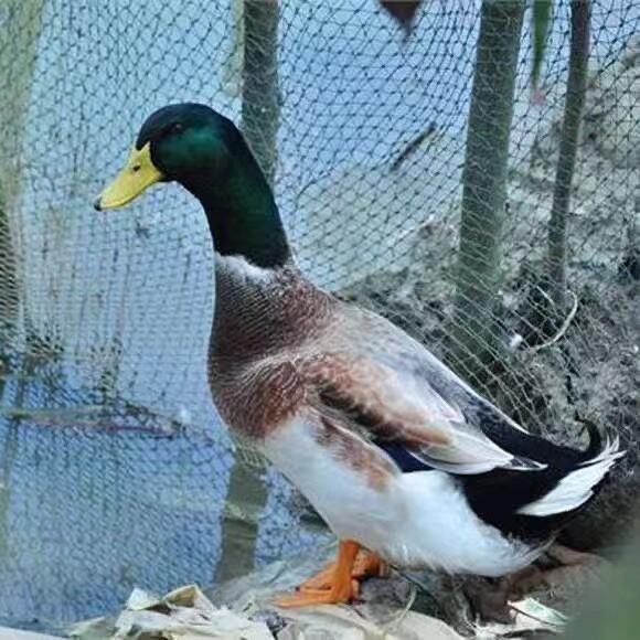 青头鸭1只    清远连州农家土鸭  顺丰发货(偏远地区不发)