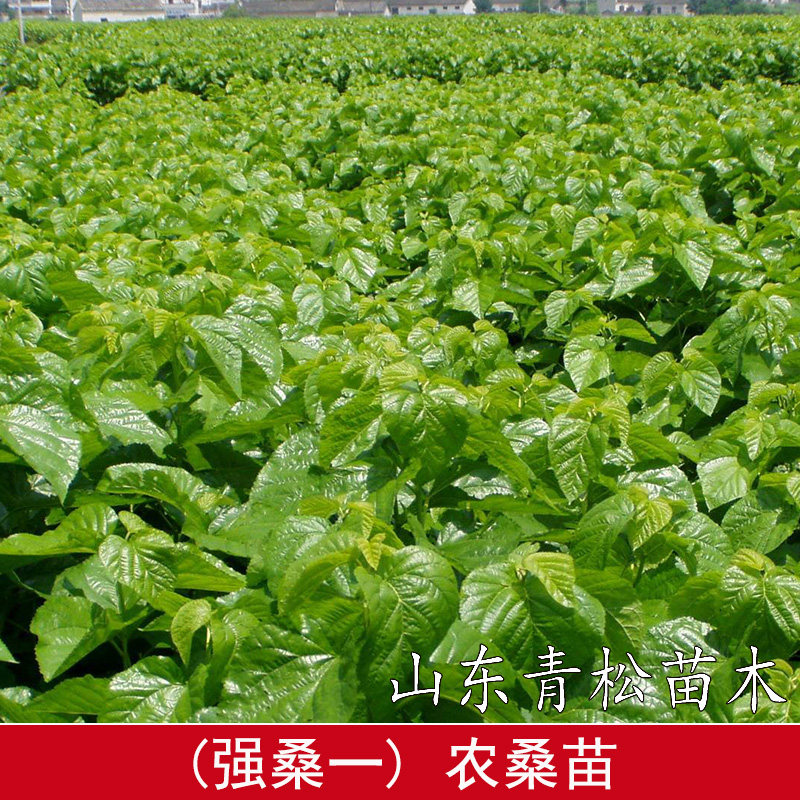 强桑苗桑树活苗桑叶树苗盆栽养蚕食用大叶桑葚四季种绿植蚕桑苗图片