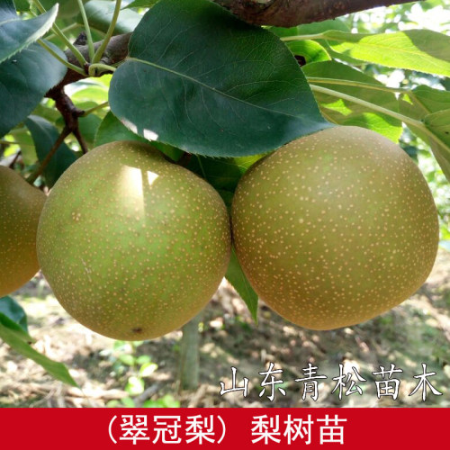 翠冠梨树苗 南汇翠冠梨苗 嫁接蜜梨苗翠冠梨82梨树苗当年结果树苗