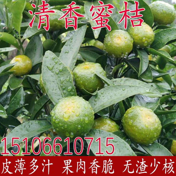 清香蜜桔树苗嫁接橘子苗巴西柑蜜橘水果薄皮小桔子沙糖桔当年结果