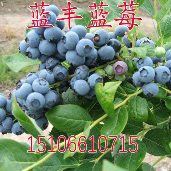 蓝莓树苗 蓝丰蓝莓苗 果大味佳 耐寒庭院盆栽地栽当年结果树苗