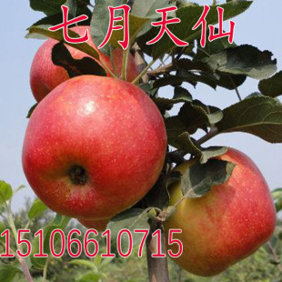 特早熟苹果新品种 七月天仙苹果树苗 嫁接果苗南方北方种植
