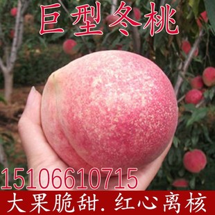 晚熟桃树苗 巨型冬桃 雪桃冬桃苗中华桃王云南冬桃树苗南北方种植
