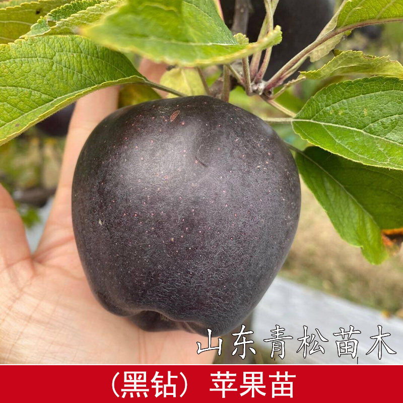 西藏黑钻苹果树苗矮化盆栽地栽特大脆甜耐寒黑卡苹果苗南北方种植图片