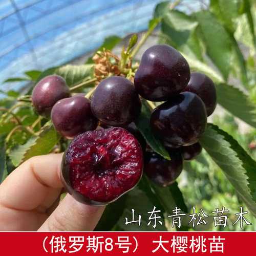 耐寒冻俄罗斯8号大樱桃苗嫁接俄八樱桃树苖车厘子树苗南北方种植