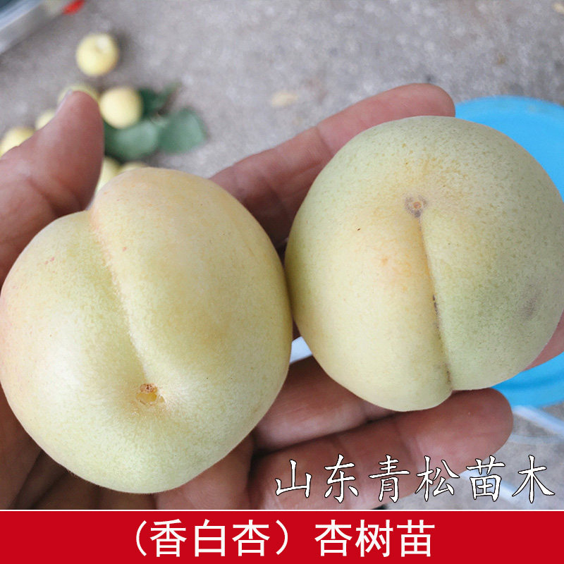 河北大香白杏子树苗真核大香白杏树苗嫁接早熟特大杏子苗当年结果