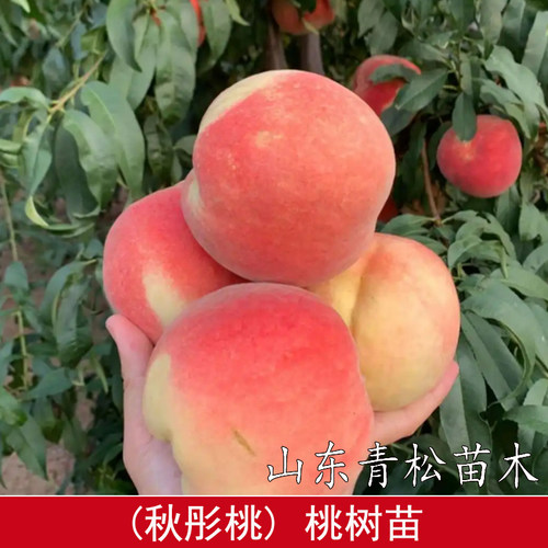桃树果苗嫁接秋彤桃树苗9月成熟晚熟脆甜离核冬桃苗南方北方种植