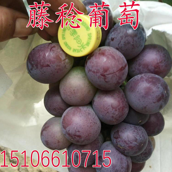 果树苗 藤稔葡萄苗 乒乓葡萄树苗嫁接果苗当年结果南方北方种植