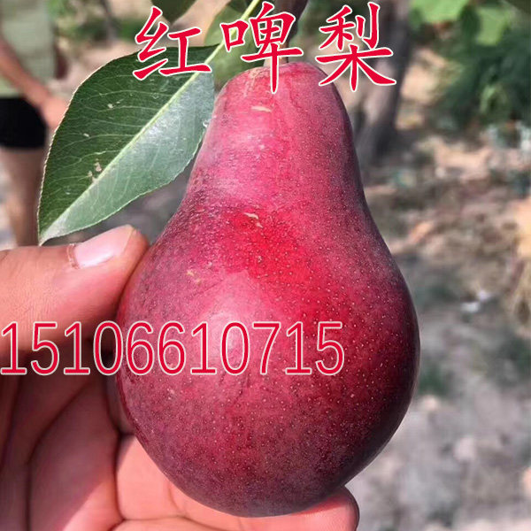 美国红啤梨树苗嫁接果树苗西洋梨巴梨红皮梨苗全红软梨南方北方种