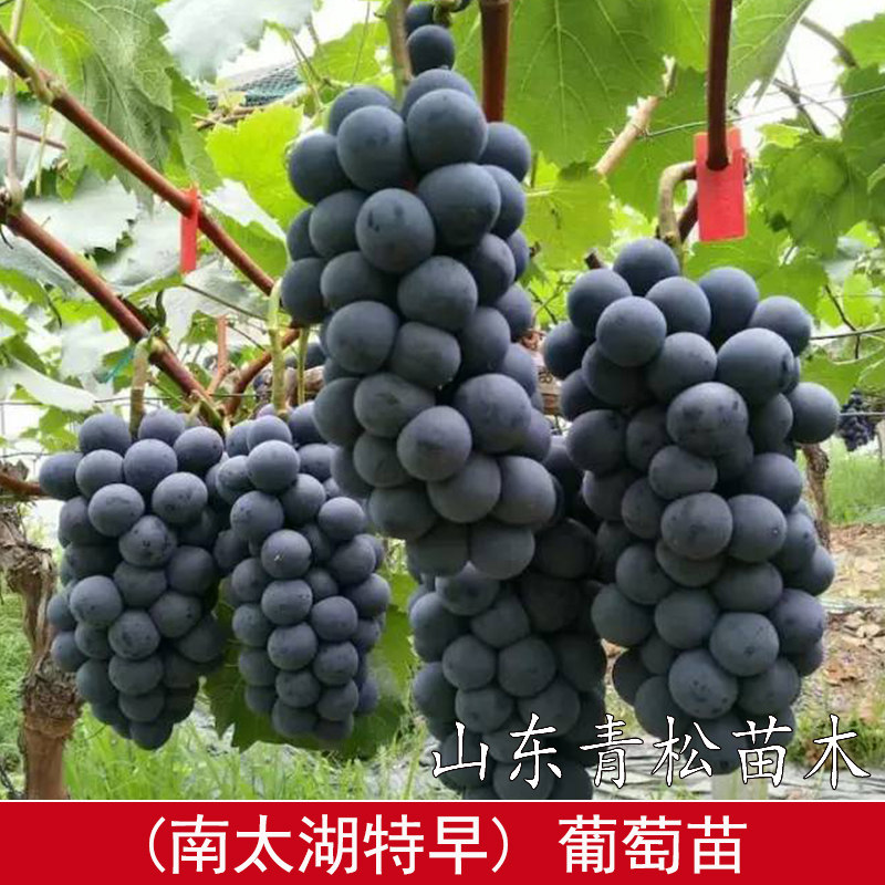 特早熟葡萄苗果苗 南太湖特早葡葡萄盆栽