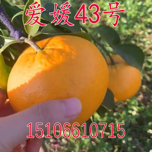 果树苗 嫁接橘子树苗 爱媛43号柑橘苗黄公主橘子苗大果型晚熟柑橘