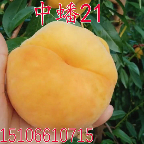 黄金蟠桃苗中蟠21号桃苗蟠桃苗新品种果苗嫁接桃树苗南方北方种植