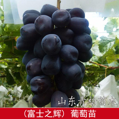 新品种嫁接富士之辉5bb砧木贝达3309黑色阳光玫瑰葡萄树苖果树苗