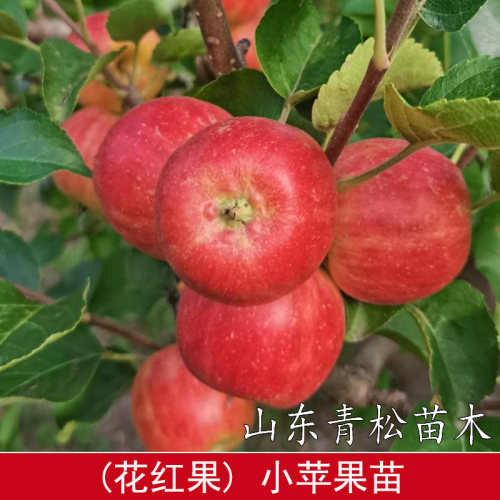 正宗花红果树苗糖心沙果丰产迷你小苹果苗南北方种植耐寒盆栽地栽
