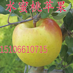 青森王林苹果水蜜桃苹果苗嫁接水果苹果树苗南方北方种植当年结果