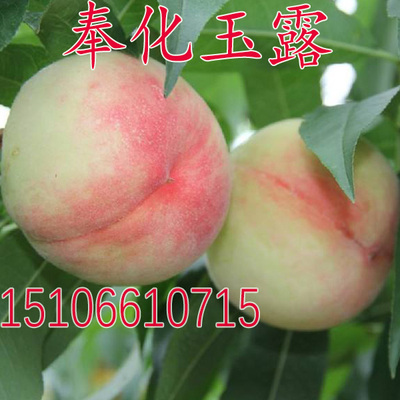 奉化玉露 水蜜桃苗嫁接苗水蜜桃树苗 南方北方种植 肉软多汁味甜