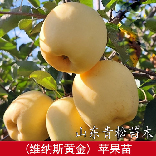 山东烟台维纳斯黄金苹果苗矮化盆栽庭院种植嫁接奶油富士苹果树苗