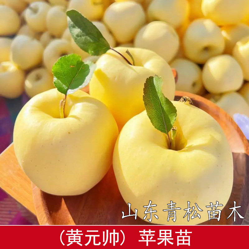 嫁接金帅黄元帅苹果树苗矮化盆栽庭院金冠黄香蕉粉面老品种苹果苗图片