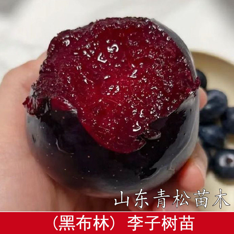 嫁接黑布林李子树苗红肉黑布朗大