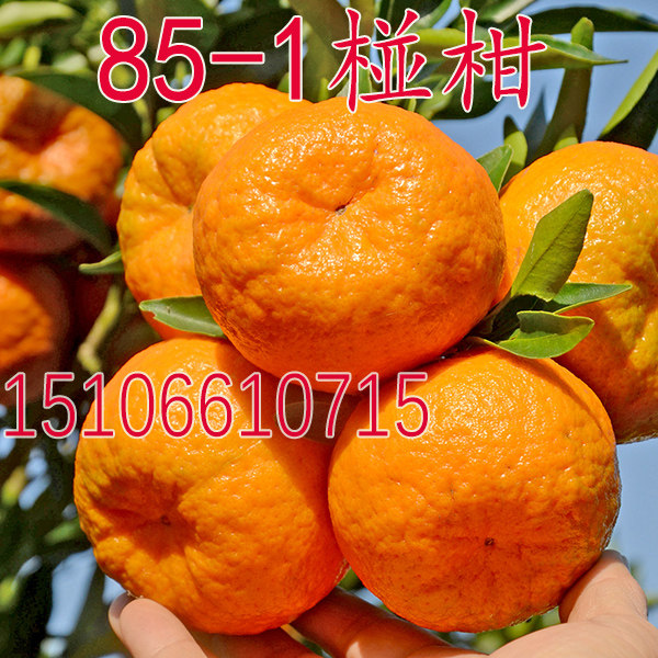 台湾85-1 巨型椪柑苗 无核椪柑树苗嫁接柑桔苗芦柑树苗橘子树苗