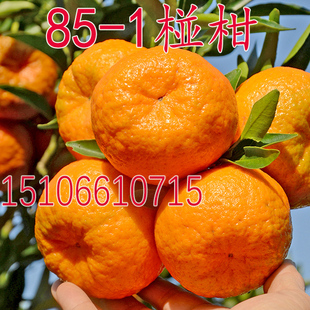 台湾85-1 巨型椪柑苗 无核椪柑树苗嫁接柑桔苗芦柑树苗橘子树苗