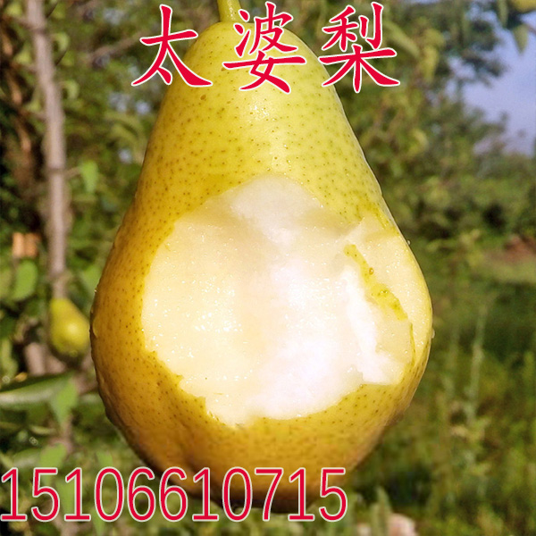 太婆梨苗茄梨嫁接果树苗 香蕉梨苗大头黄金香软梨酥梨树当年结果