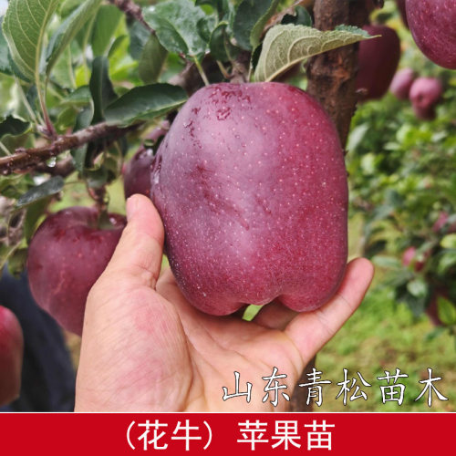 嫁接甘肃天水花牛苹果树苗盆栽庭院地栽蛇果粉面苹果苗南北方种植