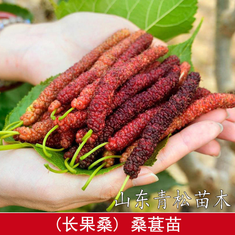 台湾长果桑苗四季桑葚树苗盆栽庭院地栽桑葚苗桑树活苗南北方种植