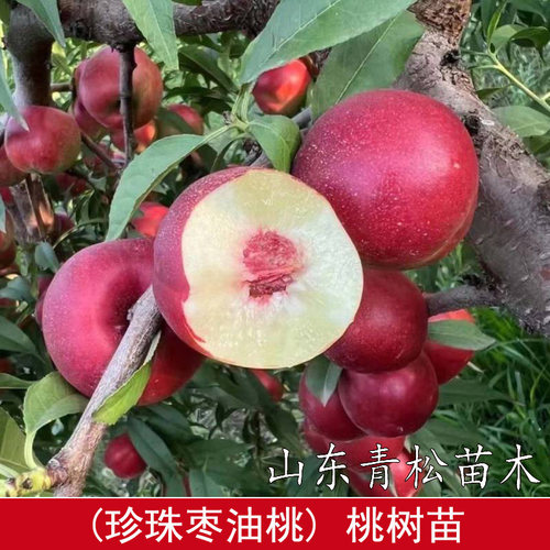 桃树苗嫁接珍珠枣油桃树苗极早熟脆甜晚熟12号桃南北方种植果树苗