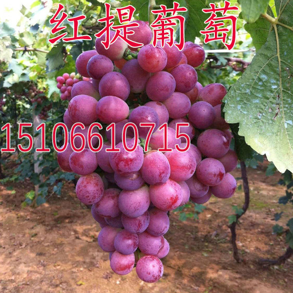 红提葡萄苗 红提子苗 红地球葡萄树苗嫁接果苗当年结果南北方种植