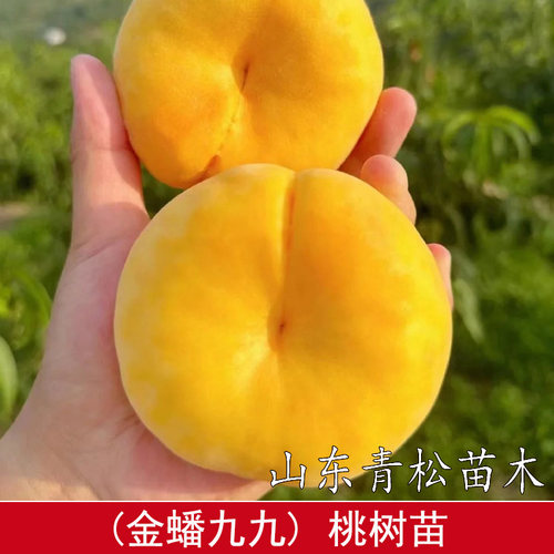 蟠桃树果苗嫁接金蟠九九蟠桃树苗早熟99号蟠桃苗南北方庭院盆地栽