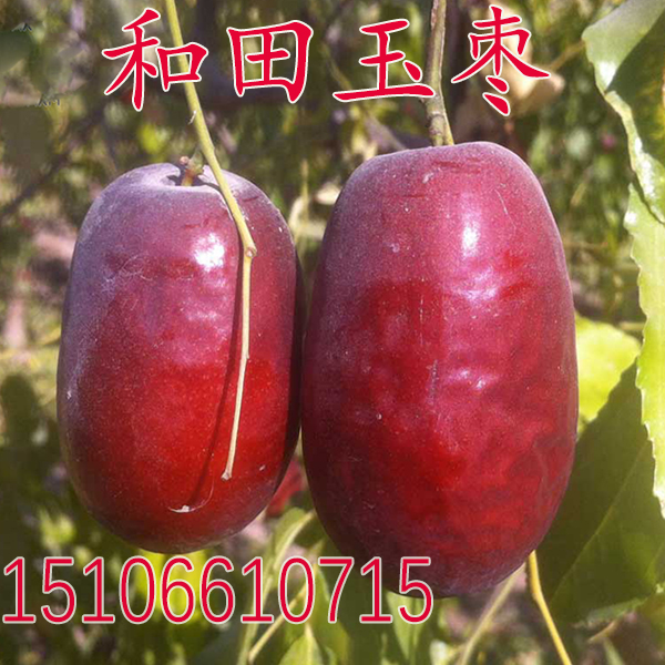 枣树苗 和田玉枣苗 嫁接枣树苗新疆和田大枣鸡蛋枣苗当年结果树苗