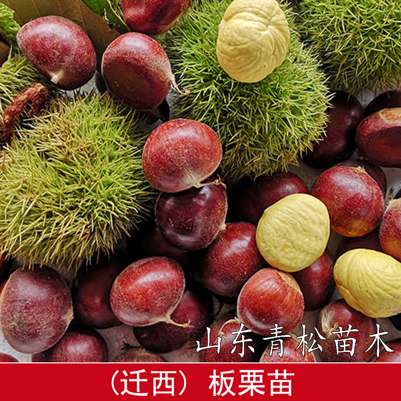 迁西板栗苗树嫁接板栗树苗矮化盆栽庭院地栽栗子树果苗南北方种植图片