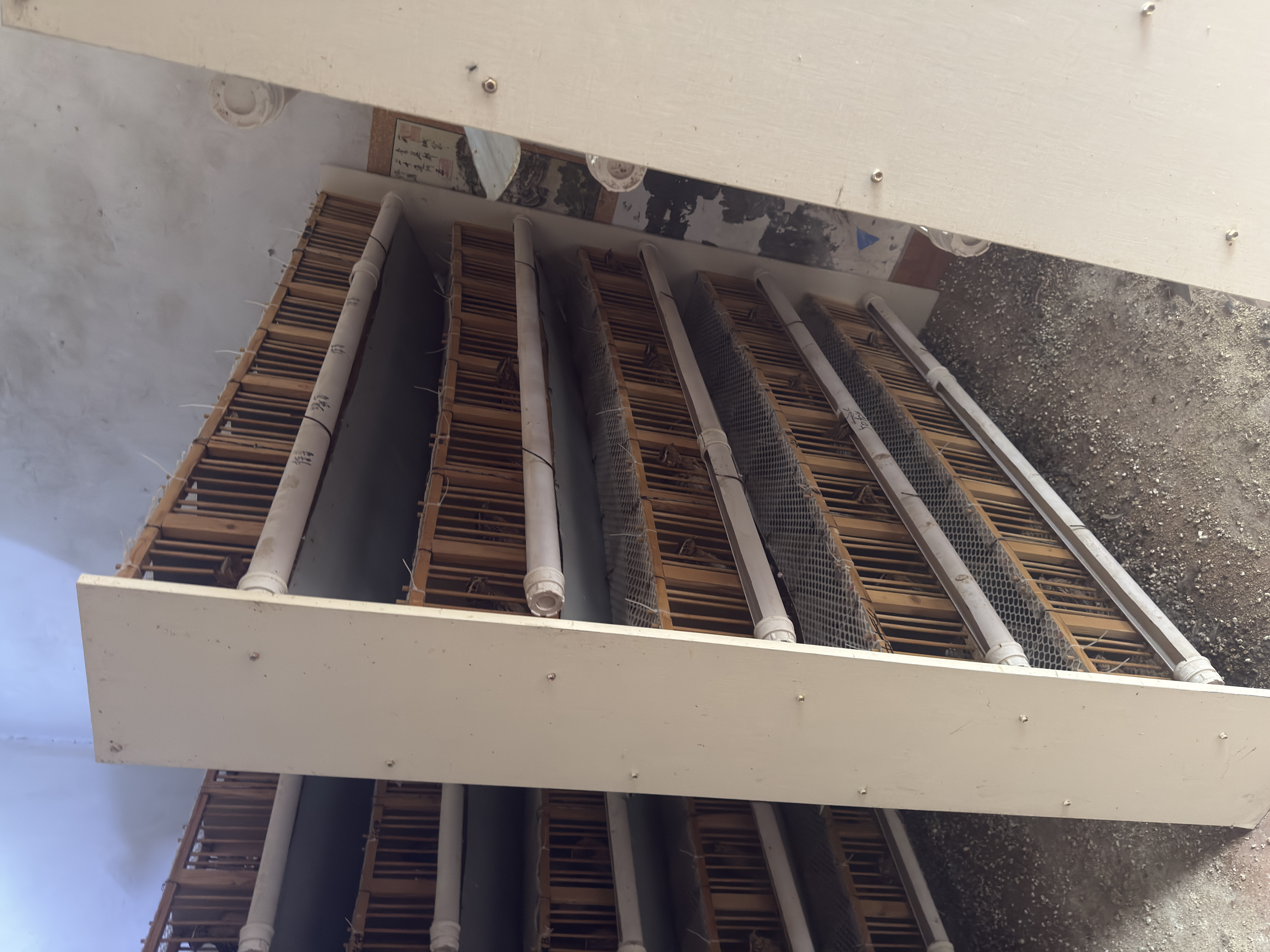 斗架鹌鹑保证生头没有把过没有败的随机发货可以挑选