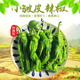 新鲜小皱皮辣椒枣庄薄皮辣椒虎皮青椒现摘螺丝椒土辣椒辣子鸡特辣