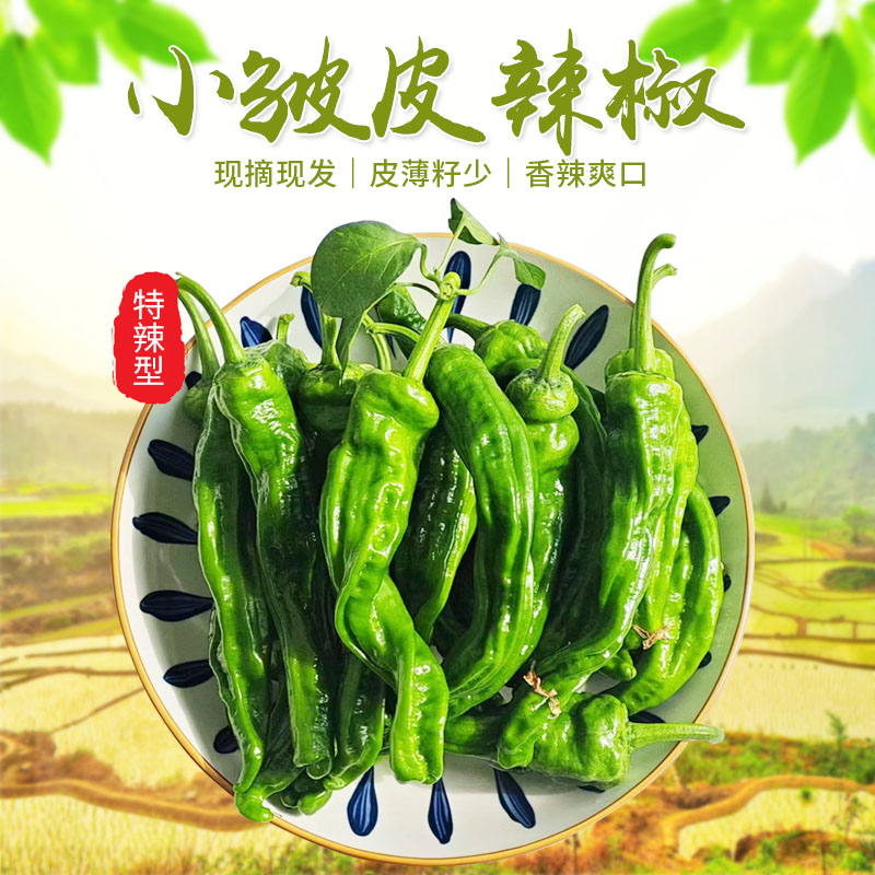 新鲜皱皮辣椒鲜代旺枣庄薄皮辣椒