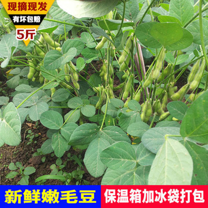 安徽新鲜毛豆现摘农家蔬菜带壳毛豆角绿豆荚大青豆嫩生豆水煮5斤