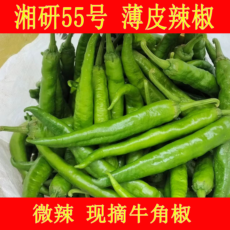 农家自种新鲜蔬菜杭椒长牛角椒软香辣薄皮肉厚青辣椒微辣湘研55号