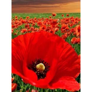 多年生冰岛虞美人花种籽混色红花虞美人丽春种子四季易活耐寒花籽