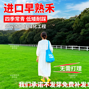 进口早熟禾草籽耐寒耐旱低矮耐踩公园小区绿化四季常青草坪草种子
