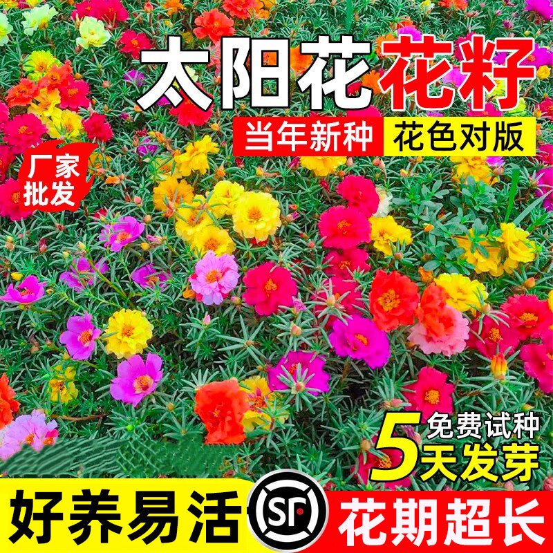 重瓣太阳花花种籽四季播种花籽耐寒耐旱庭院别墅野花组合花卉种子