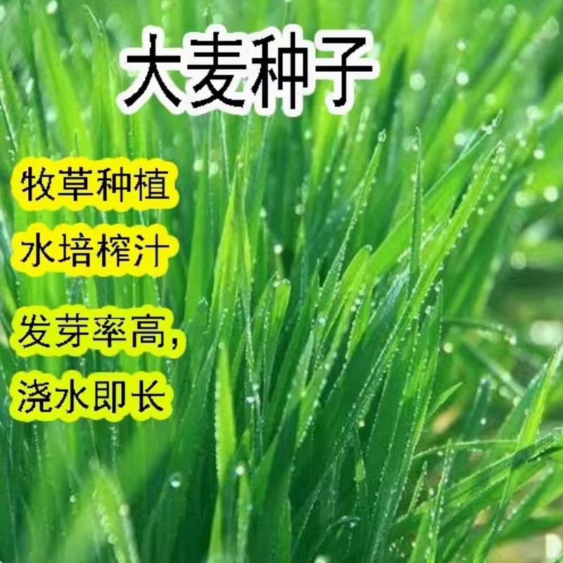 大麦种子芽苗菜种子四季播